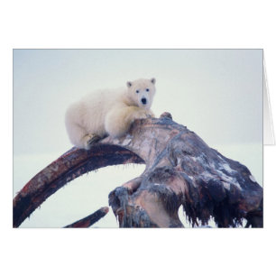 Eisbär auf einem Unterkieferknochen eines Grönland