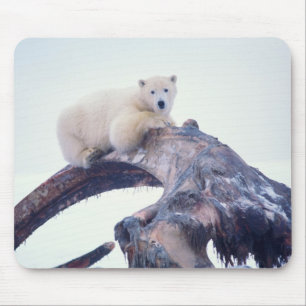 Eisbär auf einem Unterkieferknochen eines Grönland Mousepad