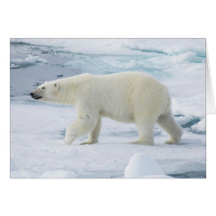 Eisbär beim Gehen, Norwegen