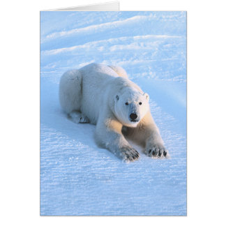 Eisbär-Blau-Karte
