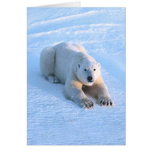 Eisbär-Blau-Karte (Vorne)