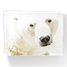 Eisbär