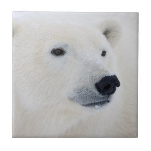 Eisbär Churchill Fliese