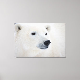 Eisbär Churchill Leinwanddruck