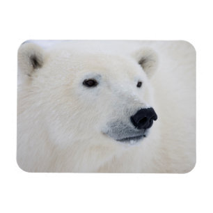 Eisbär Churchill Magnet