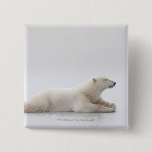 Eisbär, der auf einen See des Eises legt Button