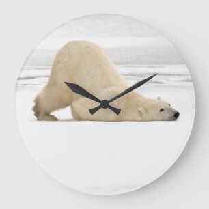 Eisbär, der auf gefrorener Tundra sich verkratzt Große Wanduhr