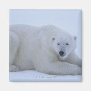 Eisbär, der im Schnee stillsteht Magnet
