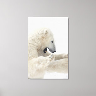 Eisbär, der in einem Kampf mit einem anderen Bär Leinwanddruck