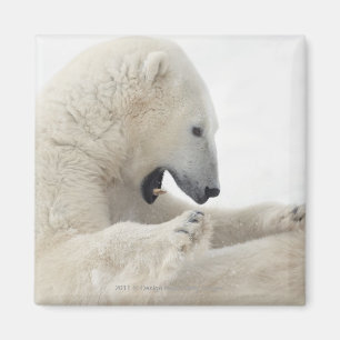 Eisbär, der in einem Kampf mit einem anderen Bär Magnet