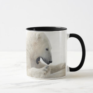 Eisbär, der in einem Kampf mit einem anderen Bär Tasse