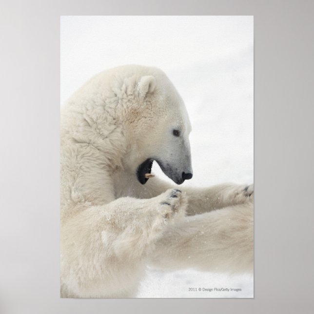 Eisbär, der mit einem anderen Bären kämpft Poster (Vorne)