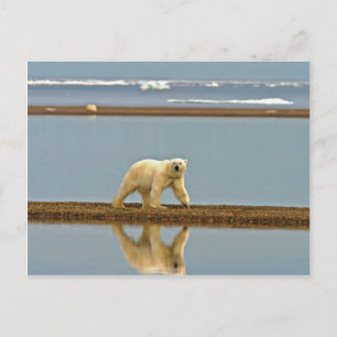 Eisbär entlang der Küste Postkarte