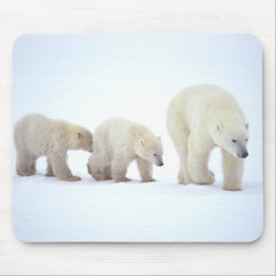 Eisbär-Familie Mousepad