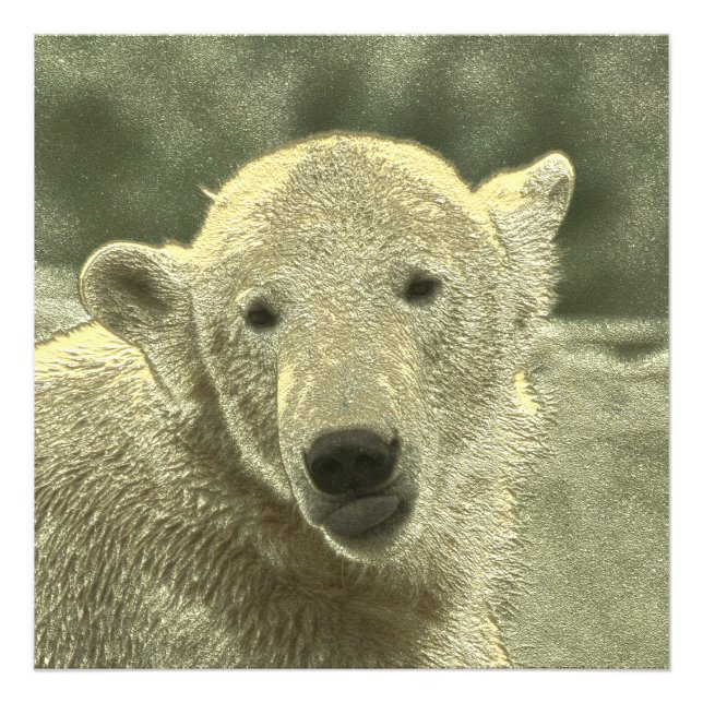 Eisbär Fotodruck (Vorne)