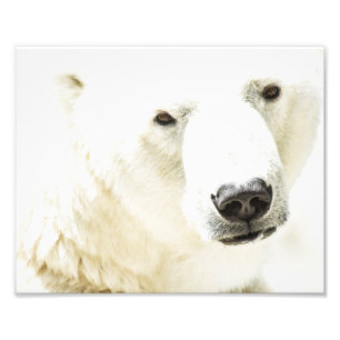 Eisbär Fotodruck