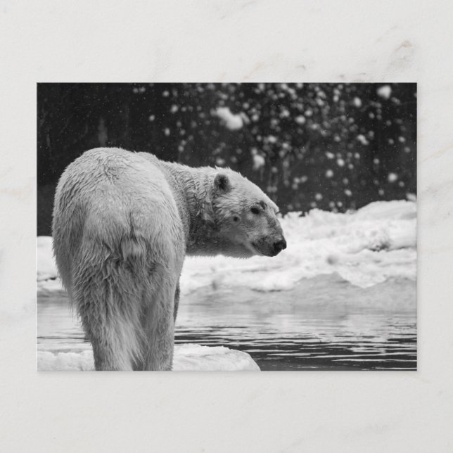 Eisbär im Schnee Postkarte (Vorderseite)