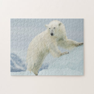 Eisbär im Sommer