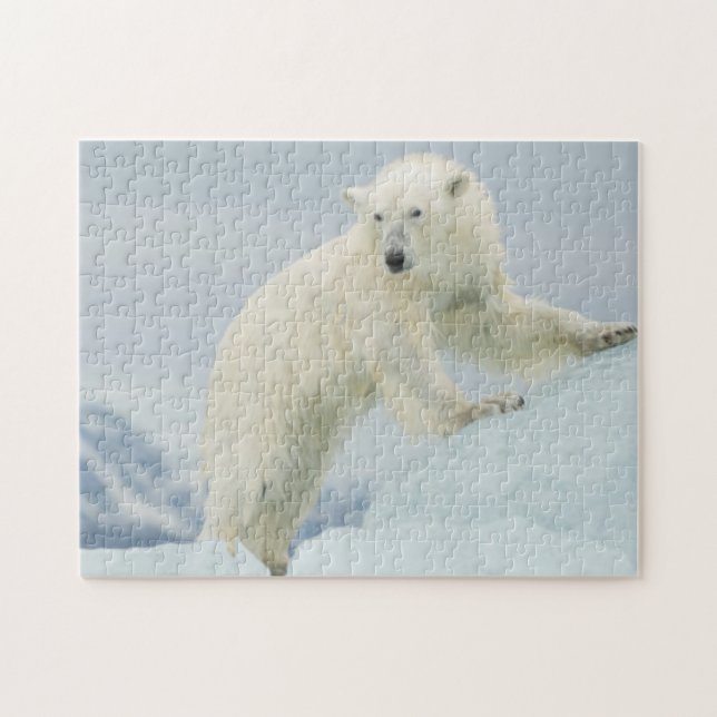 Eisbär im Sommer (Horizontal)