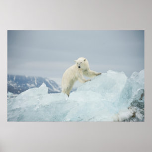 Eisbär im Sommer Poster