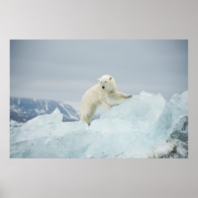 Eisbär im Sommer Poster (Vorne)