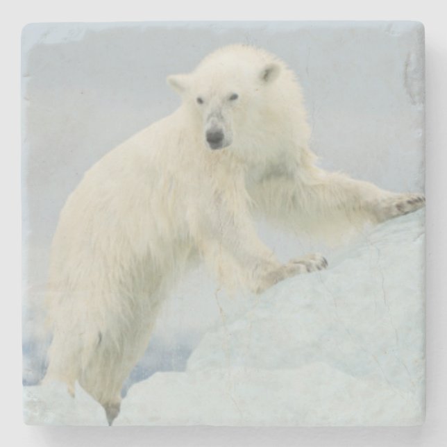 Eisbär im Sommer Steinuntersetzer (Vorderseite)