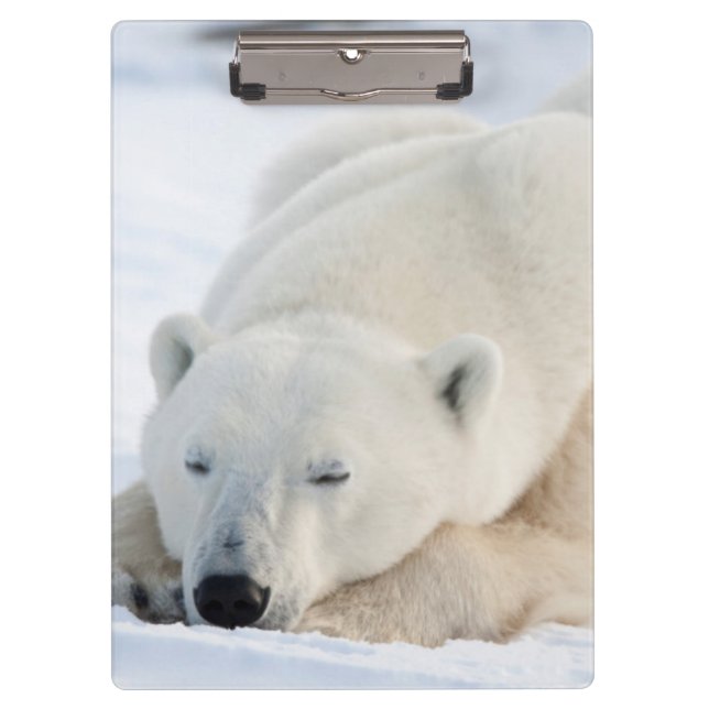 Eisbär im Winter Klemmbrett (Vorderseite)