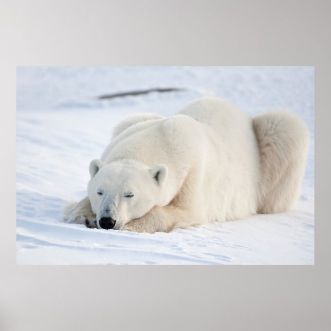 Eisbär im Winter Poster (Vorne)
