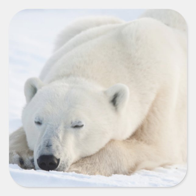 Eisbär im Winter Quadratischer Aufkleber (Vorderseite)