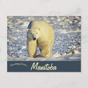Eisbär in Churchill Manitoba Kanada Postkarte