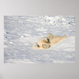 Eisbär in der Nähe der Hudson Bay Poster