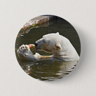 Eisbär isst Obst im Wasser Button