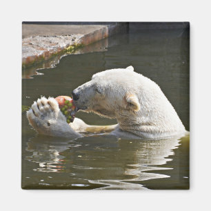 Eisbär isst Obst im Wasser Magnet
