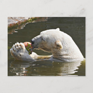 Eisbär isst Obst im Wasser Postkarte