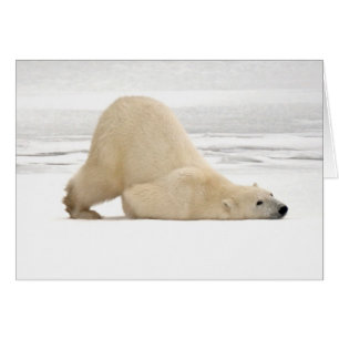 Eisbär kratzt sich auf gefrorener Tundra