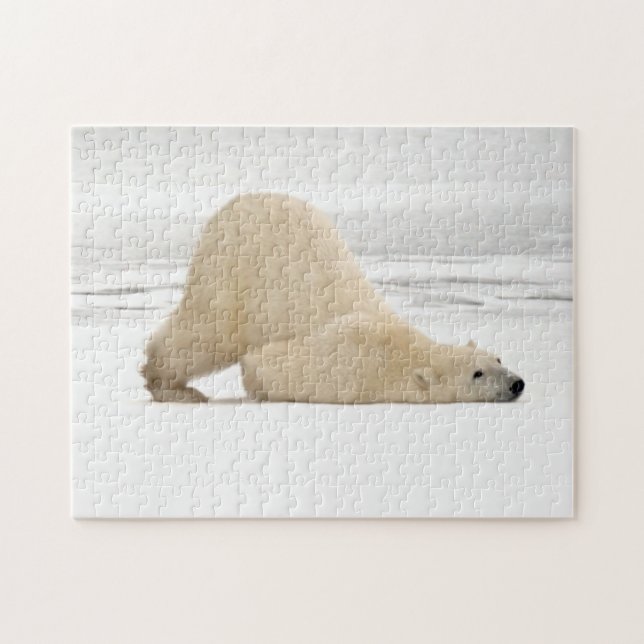 Eisbär kratzt sich auf gefrorener Tundra (Horizontal)