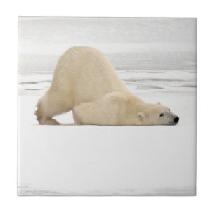 Eisbär kratzt sich auf gefrorener Tundra Fliese