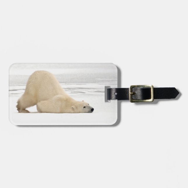 Eisbär kratzt sich auf gefrorener Tundra Gepäckanhänger (Vorderseite horizontal)