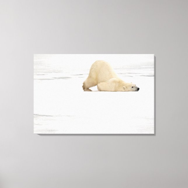 Eisbär kratzt sich auf gefrorener Tundra Leinwanddruck (Vorderseite)