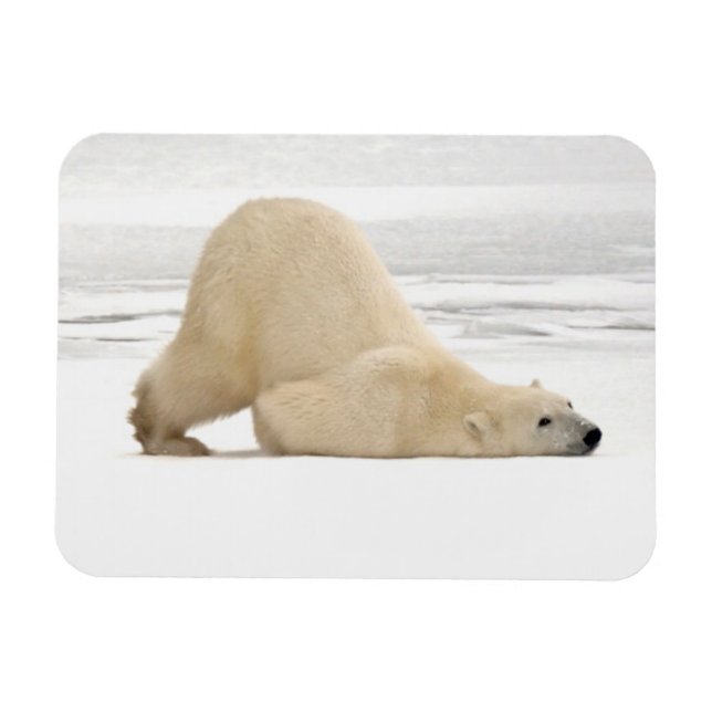 Eisbär kratzt sich auf gefrorener Tundra Magnet (Horizontal)