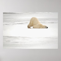Eisbär kratzt sich auf gefrorener Tundra
