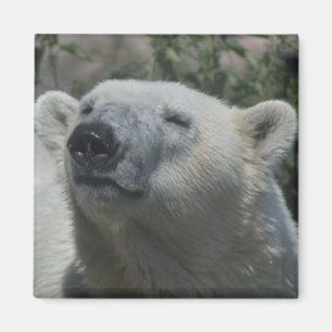 Eisbär Magnet