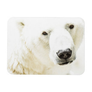 Eisbär Magnet