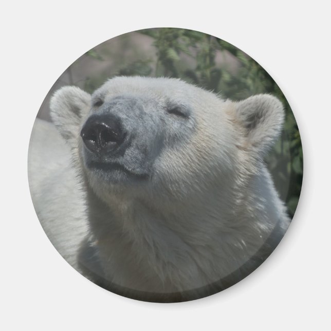 Eisbär Magnet (Vorne)