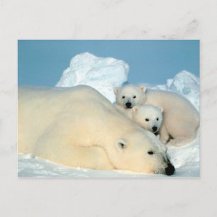 Eisbär mit Jungspostkarte Postkarte