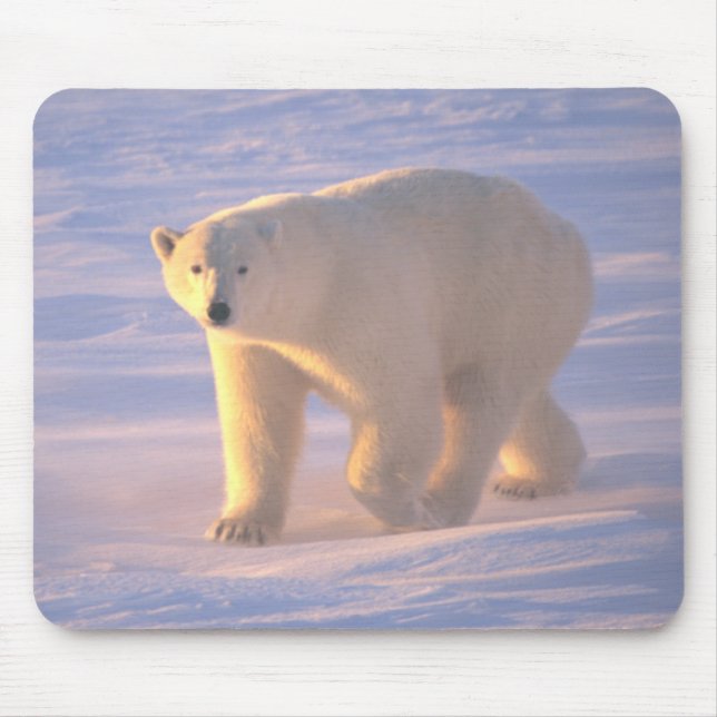 Eisbär-Morgen 2 Mousepad (Vorne)