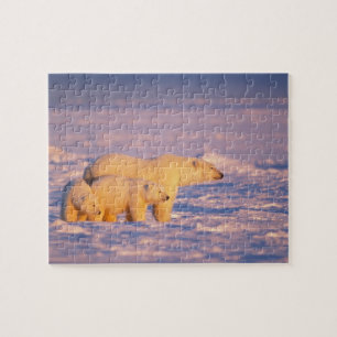 Eisbär-Mutter mit Frühlingsjungen auf dem gefroren