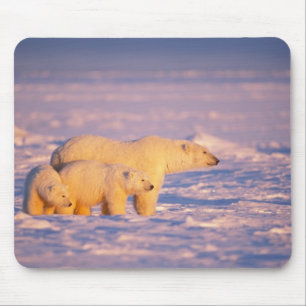 Eisbär-Mutter mit Frühlingsjungen auf dem gefroren Mousepad