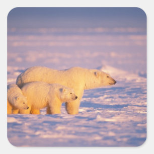 Eisbär-Mutter mit Frühlingsjungen auf dem gefroren Quadratischer Aufkleber
