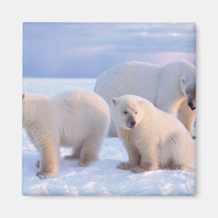 Eisbär-Mutter mit Jungen auf dem Packeis der Küste Magnet
